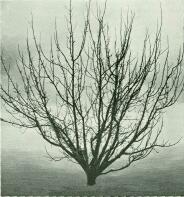 Annie Elizabeth3.jpg