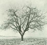 Irsk Ferskenæble3.jpg