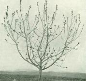 Reverend Wilkes4.jpg